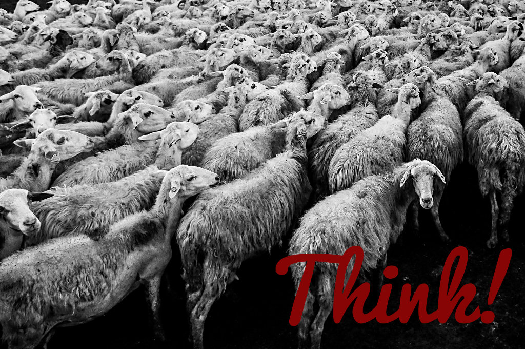 Think Sheep, Think!